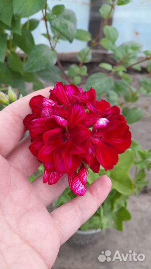 Плющелистная пеларгония