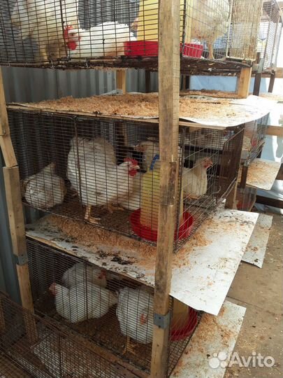 Продам клетки для бролеров
