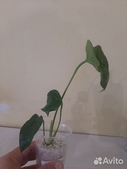 Антуриум Эссенция