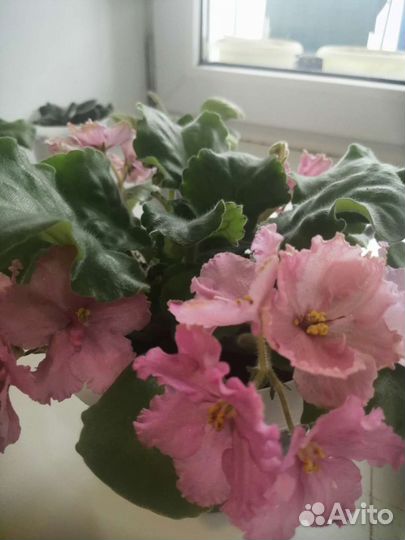 Фиалка в горшке