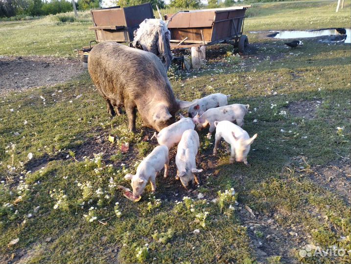 Поросята