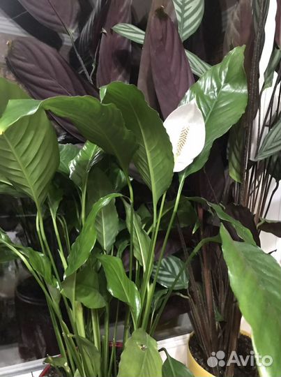 Спатифиллум женское счастье в керамическом горшке