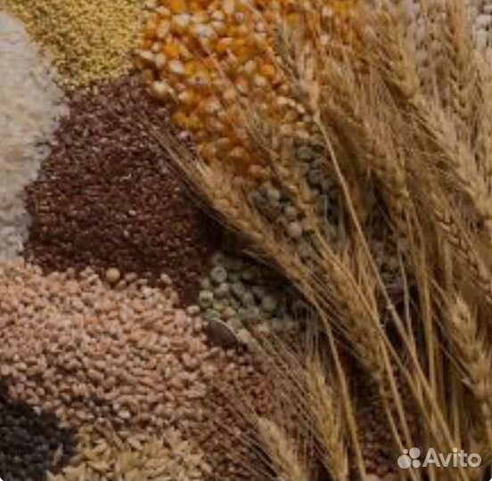 Зерно, овес, ячмень (читайте описание)