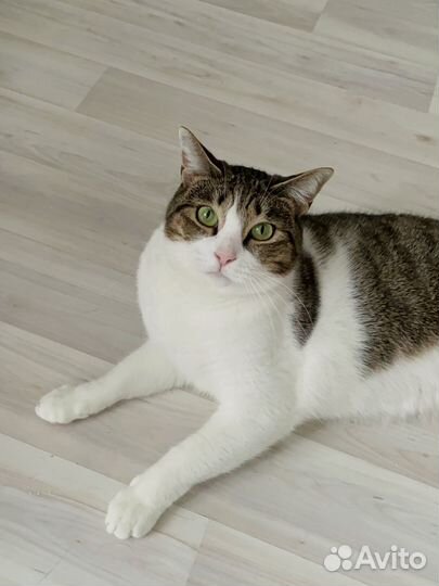 Кошка в добрые руки