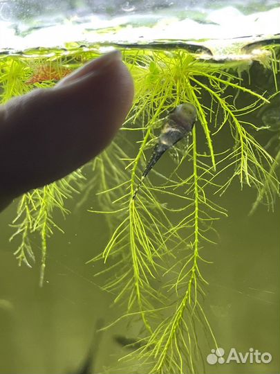 Анциструсы растения рыбки гуппи