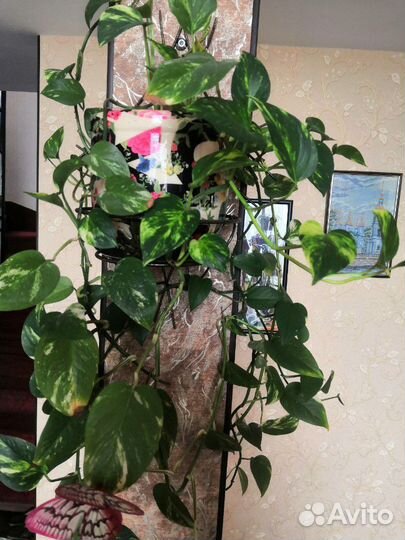 Сциндапсус