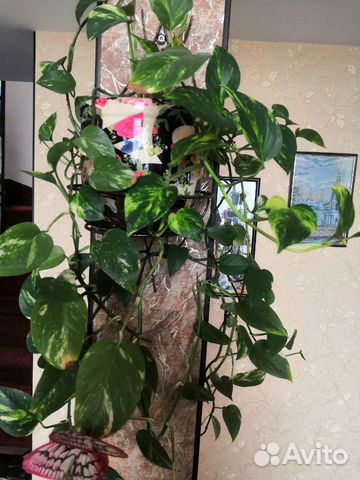 Сциндапсус