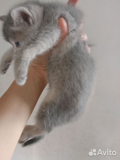 Шотландские котята