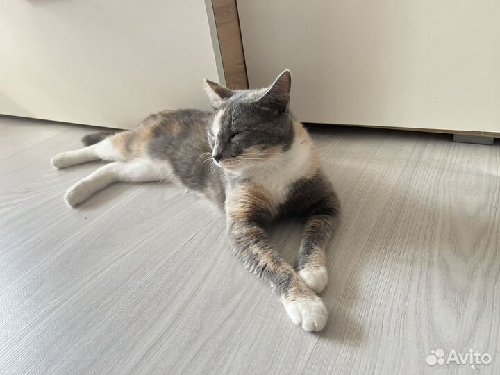 Отдам кошку в добрые руки