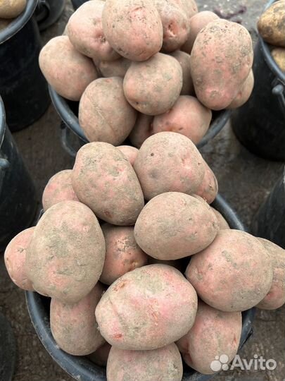 Домашний картофель доставка бесплатно