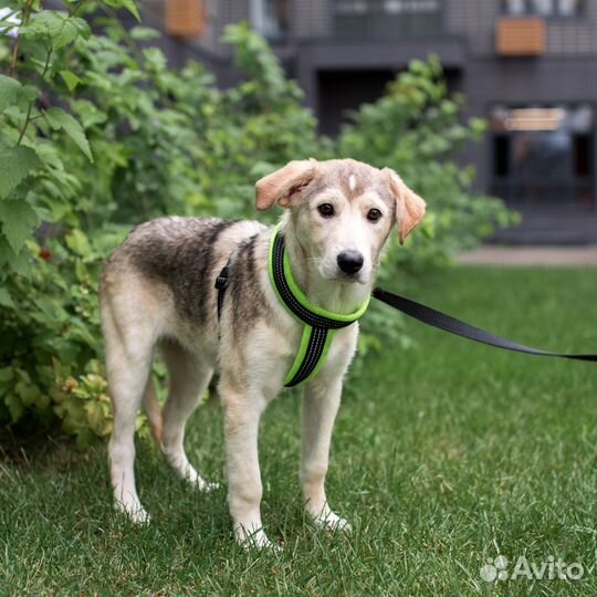 Щенок девочка в дар