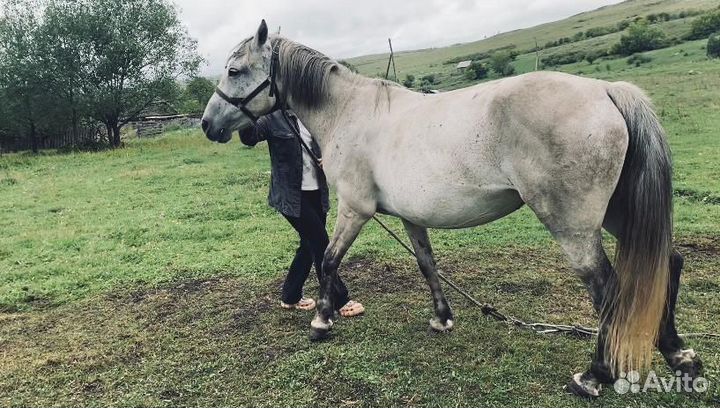 Кобылы, жеребцы