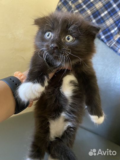 Ктенок девочка в добрые руки