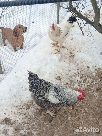 Петух породистый продажа или обмен на кур