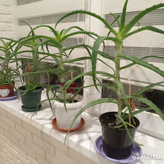 Алоэ лечебный