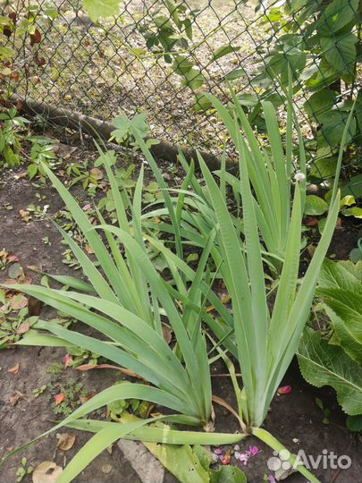 Ирис бородатый Вабаш