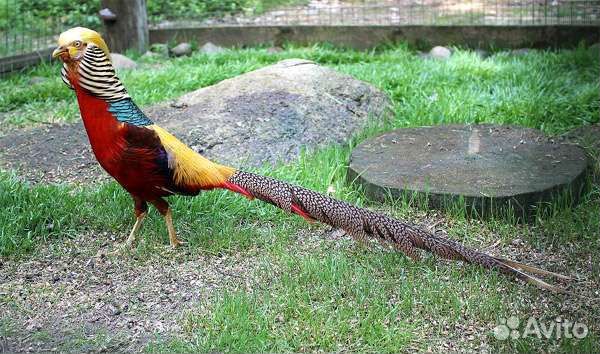 Продам гусят, утят, бройлера, индюшат, павлинов