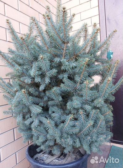 Ели от 2м