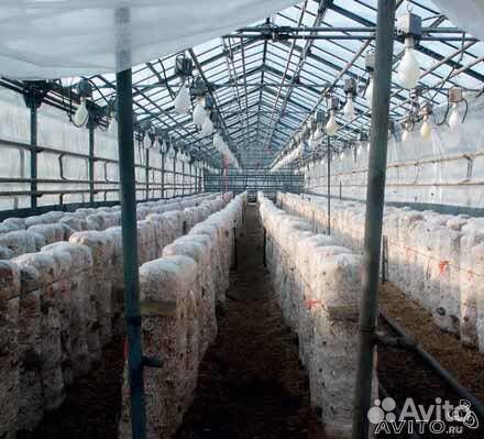 Организация грибных ферм, обучение грибоводству