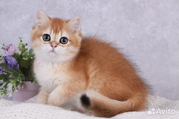 Британский мальчик Зурбаган. Золотая шиншилла