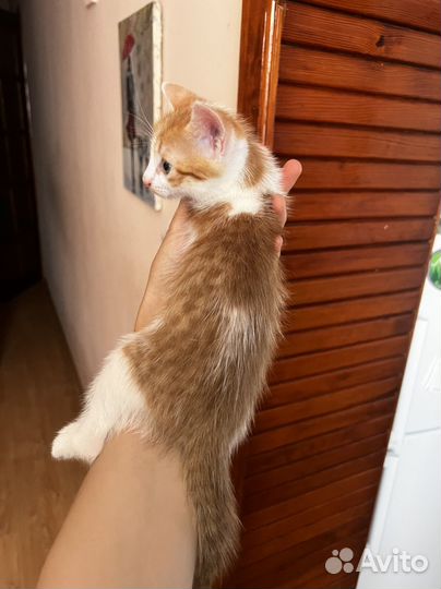 Котенок Рыжик в самые добрые руки