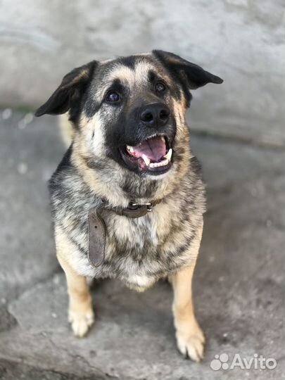 Лучшая в мире собака ищет свою любящую семью