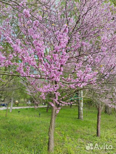 Церцис саженцы декоративные деревья