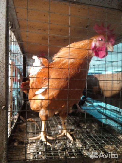 Петухи мини мясные палевые