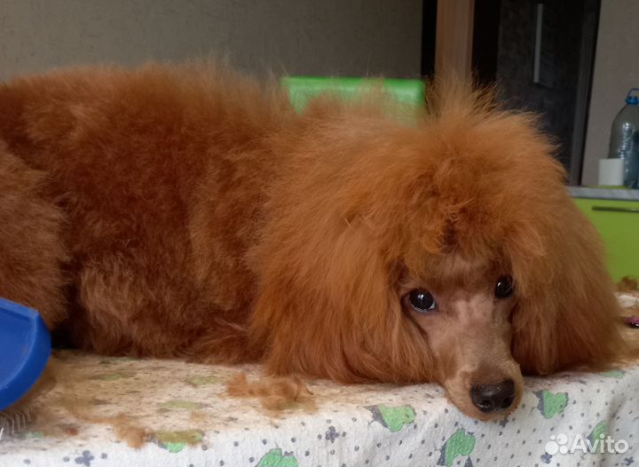 Груминг собак, кошек