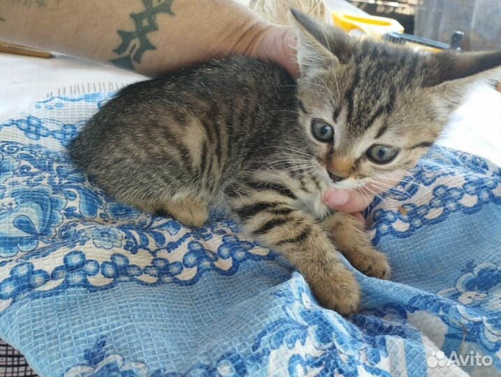 Кошки в добрые руки бесплатно