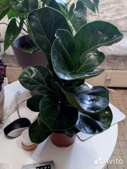 Гибискусы,фикус Лирата