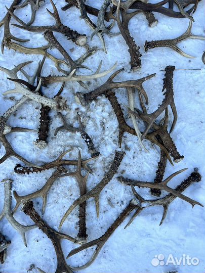 Рога косули