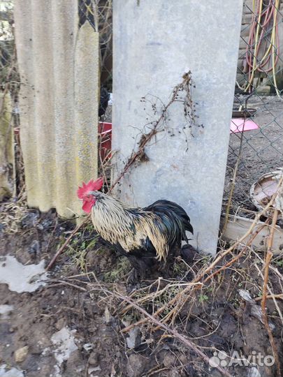 Петушки породы мини кохинхин