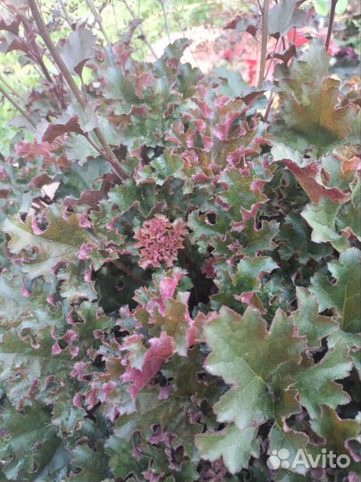 Гейхеры сортовые