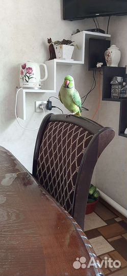 Ожереловый попугай