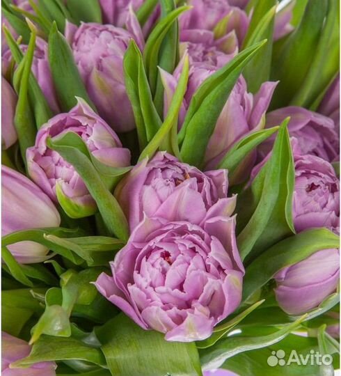 Луковицы тюльпанов оптом