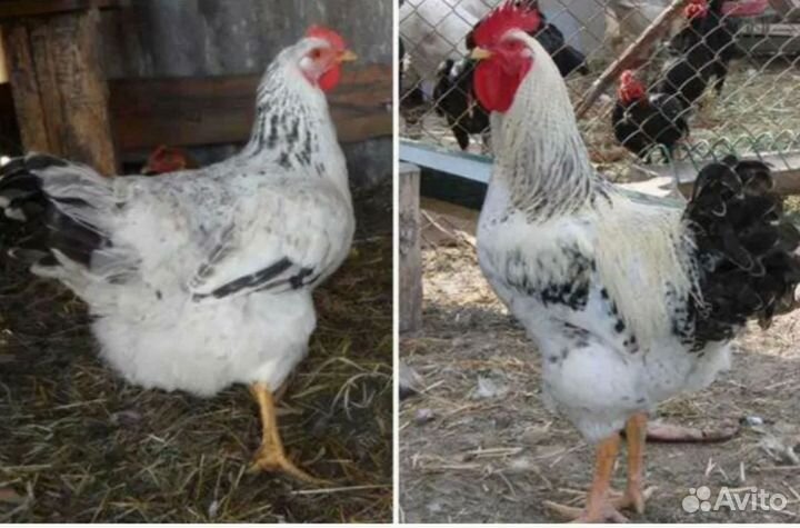 Гриз бар мастер грей