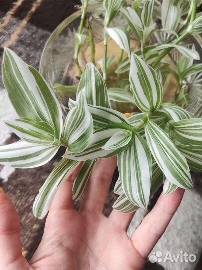 Традесканция