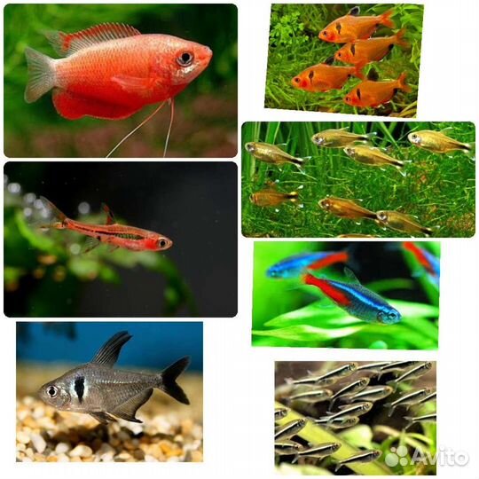 Аквариумная рыба