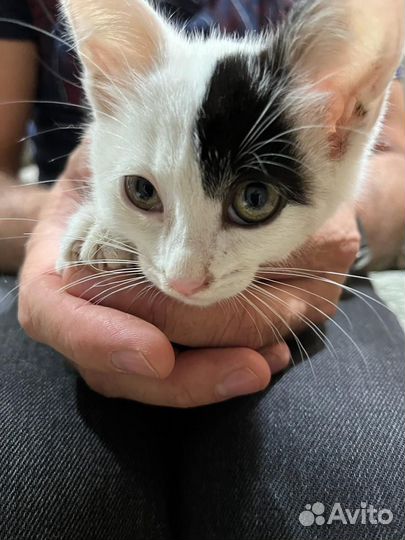 Котенок мальчик бесплатно