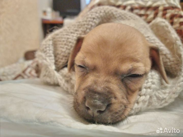 Собака в добрые руки щенок