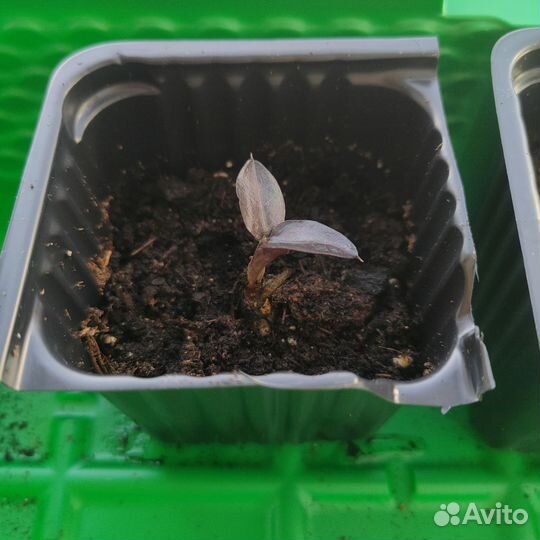 Замиокулькас супер нова