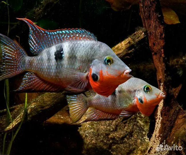 Рыба самая юркая 10шт