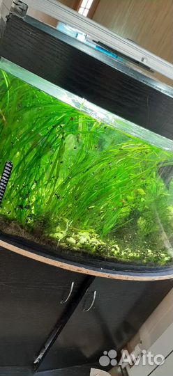 Аквариумные растания