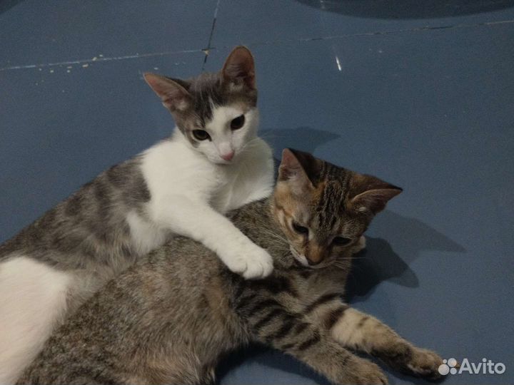 Кошки
