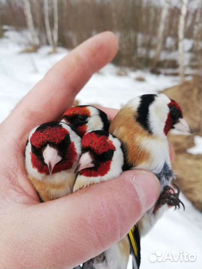 Лесные птицы