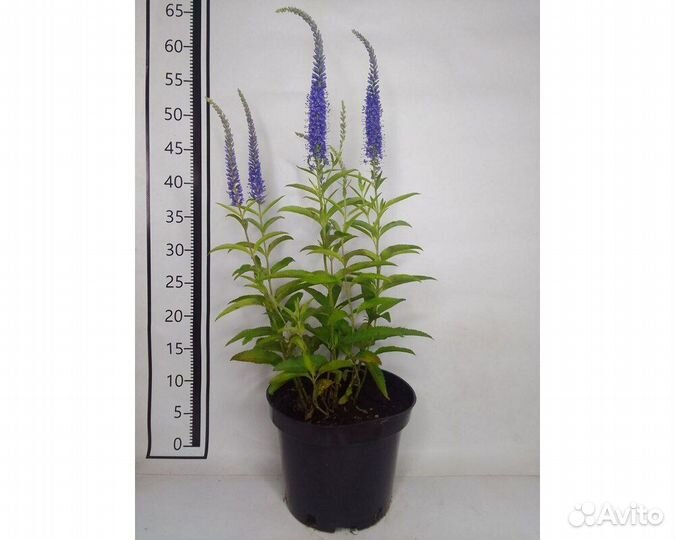 Вероника длиннолистная Blauriesin