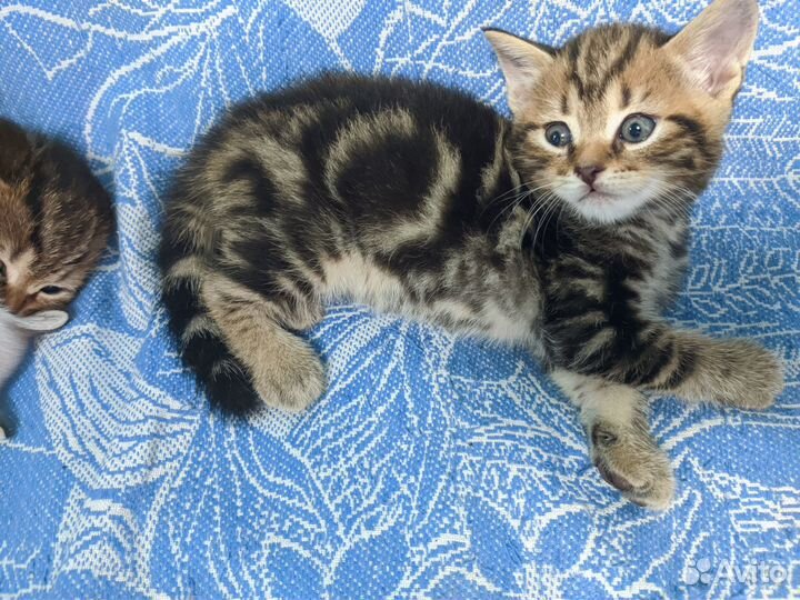 Британские котята