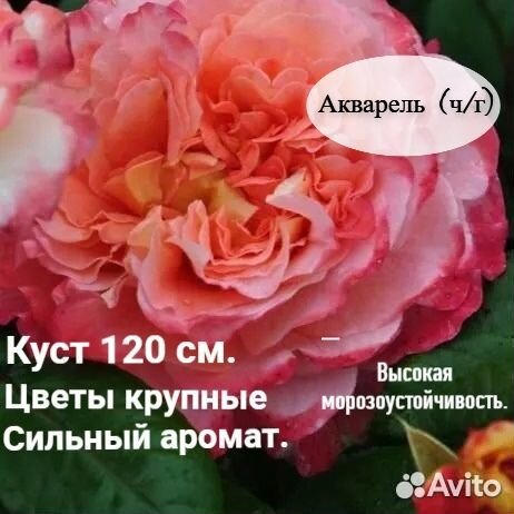 Сажанецы роз кустовые
