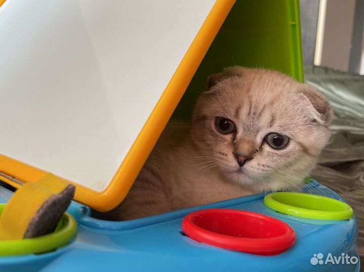 Шотландские вислоухие котята скотиш фолд